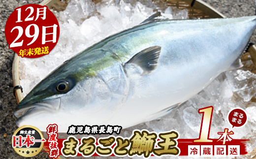 【2025年12月29日発送】テレビで紹介ぶりの王様「 鰤王 」 まるごと 1本 （約4.5kg） ラウンド 先行予約 産地直送 長島町 特産品 ブランド 鰤 冷蔵 ふるさと納税 ぶり 刺身 ぶりしゃぶ ぶり大根 海鮮丼 年末年始発送 【JFA】jfa-7r-1229