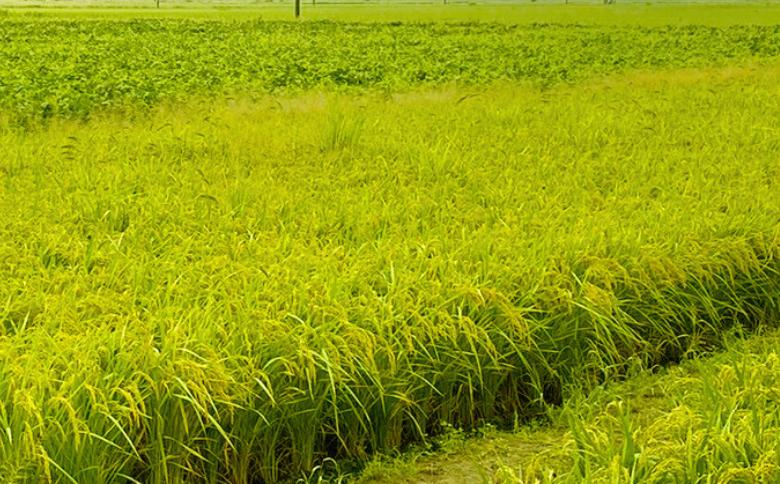 佐賀県大和産「ひのひかり」5kg×2袋 米 農家直送：B320-018