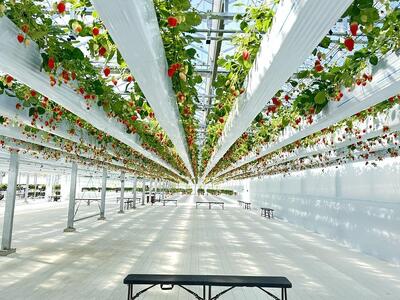 【数量限定】完熟朝摘みいちご 2種お届け★2025年12月下旬～発送★