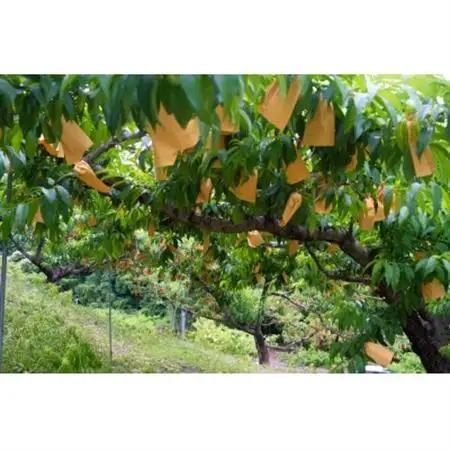 岡山県産「清水白桃」約2kg|2027年7月上旬以降順次発送予定【1516927】