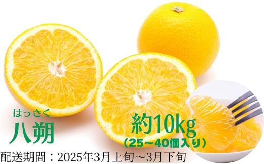 八朔　約10kg