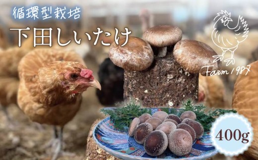下田 しいたけ 400g 先行予約 10月中旬以降発送 椎茸 シイタケ 菌床椎茸 循環型栽培  ミックスサイズ S M L きのこ キノコ 静岡県産 お取り寄せ 静岡 下田 伊豆 養鶏 farm1987