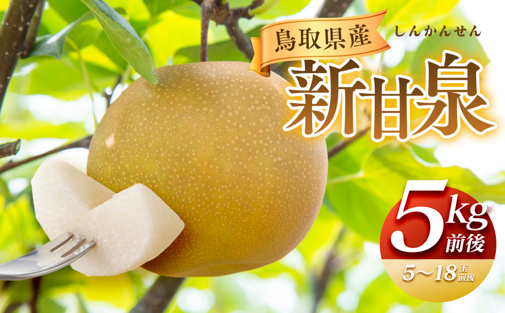 290.【先行予約】新甘泉　5kg前後（5～18玉前後）｜梨 なし 新甘泉 しんかんせん ◇ ※8月中旬～9月中旬頃に順次発送予定 313726_AN063