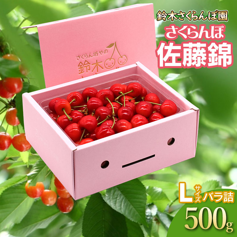 【令和8年産先行予約】 さくらんぼ 佐藤錦 バラ詰め Lサイズ 500g　山形県鶴岡産　鈴木さくらんぼ園