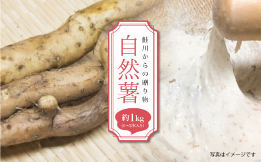 
鮭川からの贈り物　自然薯　1kg
