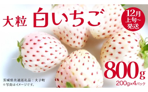 白いちご 大粒 200ｇ（8～12粒）×4パック【2026年12月上旬発送開始】(茨城県共通返礼品：大子町) いちご 苺 果物 フルーツ 果実