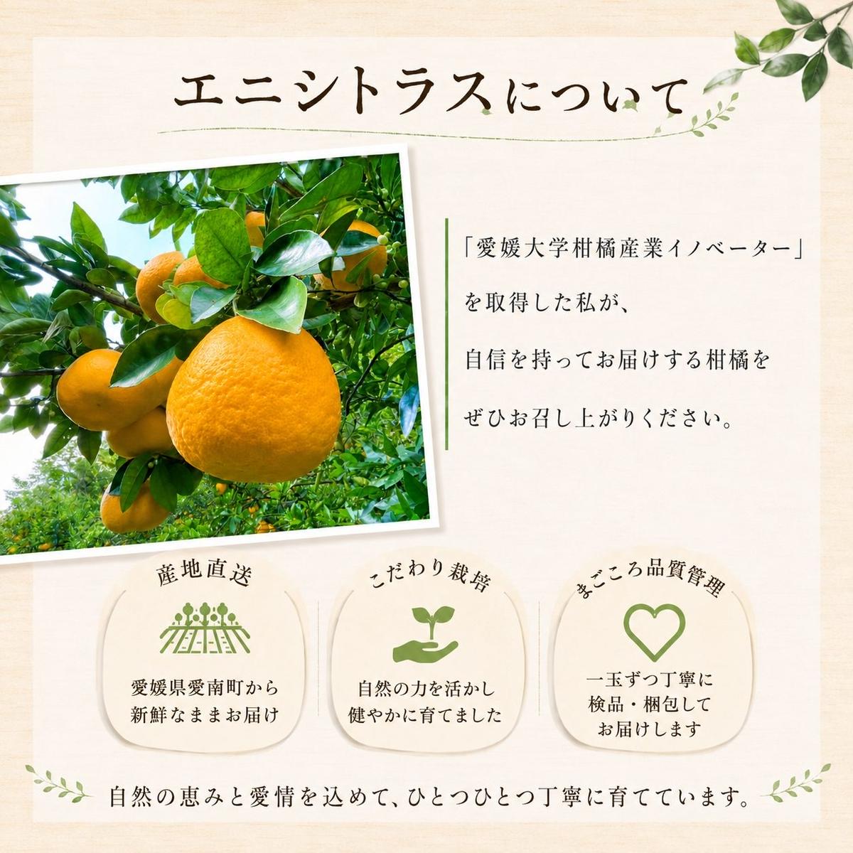 木成り 追熟 訳あり 愛南ゴールド 9kg+傷み保証分1kg 合計約10kg 河内晩柑 柑橘 フルーツ 果物 蜜柑 みかん くだもの mikan 家庭用 傷 不揃い 樹上 熟成 サイズミックス かわち ばんかん かんきつ 和製 グレープフルーツ デザート 果実 果汁 甘い ジューシー おいしい 特産品 国産 農園 直送 産地 直送 資格 大学 イノベーター エニシトラス 愛媛県 愛南町 