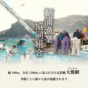 産地直送！ 海陽町より旬の魚をお届け！ 鮮魚セット お試し 約1.5～2kg 詰め合わせ