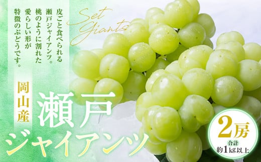 瀬戸ジャイアンツ 2房（1房480g以上） 合計約1kg 化粧箱入り 【2025年9月上旬～10月上旬迄発送予定】 白ぶどう 葡萄 ブドウ ぶどう フルーツ 果物 ギフト 国産 岡山県産