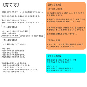 アガベ・チタノタ 「南アフリカダイヤモンド」 3.5号鉢 数量限定 四国ガーデン 人気 多肉植物  四国ガーデン 人気 観葉植物 グリーン リラックス ｜D49