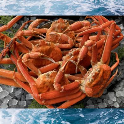 ふるさと納税 若桜町 【先行予約】【蒸し】訳あり足折れ松葉ガニ　1.5kg　※11月中旬から順次発送