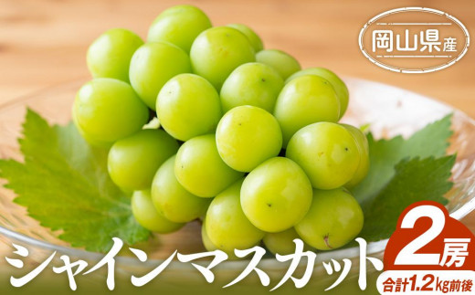 
                  ぶどう 2025年 シャインマスカット 2房 合計1.2kg前後 岡山県産 | フルーツ 果物 くだもの シャインマスカット マスカット ブドウ ぶどう 葡萄 デザート 岡山 岡山県産　国産 おすすめ 人気 プレゼント ギフト 贈答用 フルーツ 果物 シャインマスカット 葡萄 ぶどう ブドウ
                