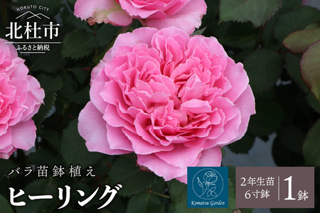 バラ苗鉢植え「ヒーリング」 バラ 苗 1鉢 四季咲き 鉢植え 花 ヒーリング 6寸鉢 2年生苗 ガーデニング 初心者 母の日 父の日