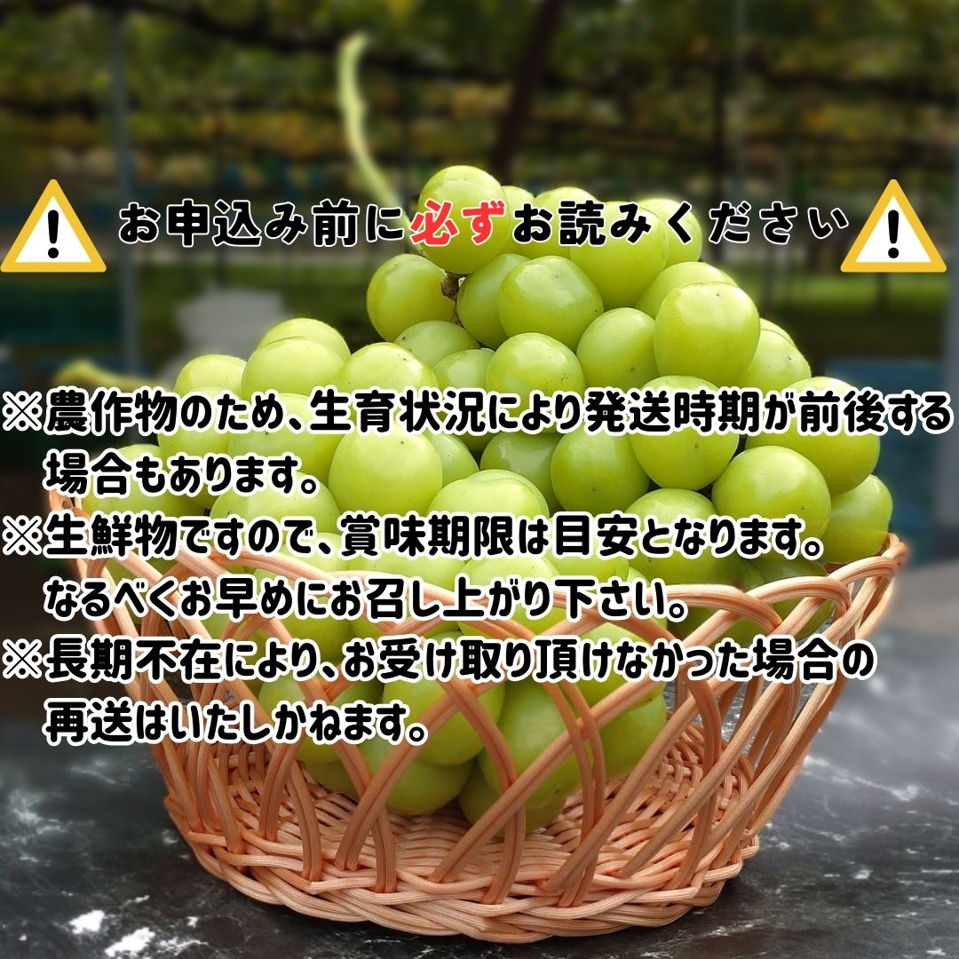 【南信州高森産】シャインマスカット 2kg＜9月中旬より発送＞