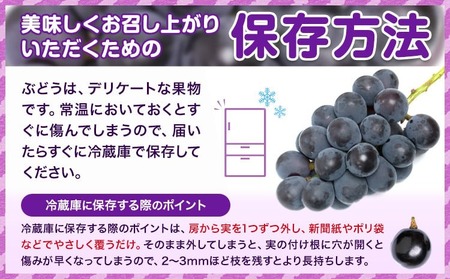 訳あり ニューピオーネ 約600g《8月下旬-10月中旬頃出荷》ピオーネ