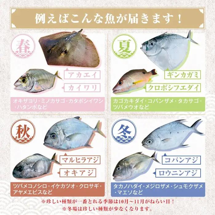 鮮魚ボックス 約1kg 鮮魚BOX ロコフィッシュ 下処理済 エコ包装【昌徳丸】P78001