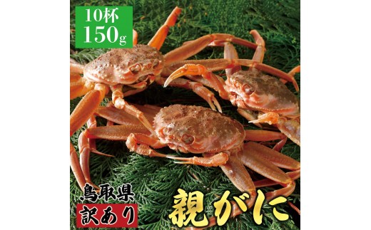 1070.＜2026年11月5日～30日発送＞鳥取県産 特撰 親がに 姿【セコガニ】（なま）【訳あり】150g 10杯