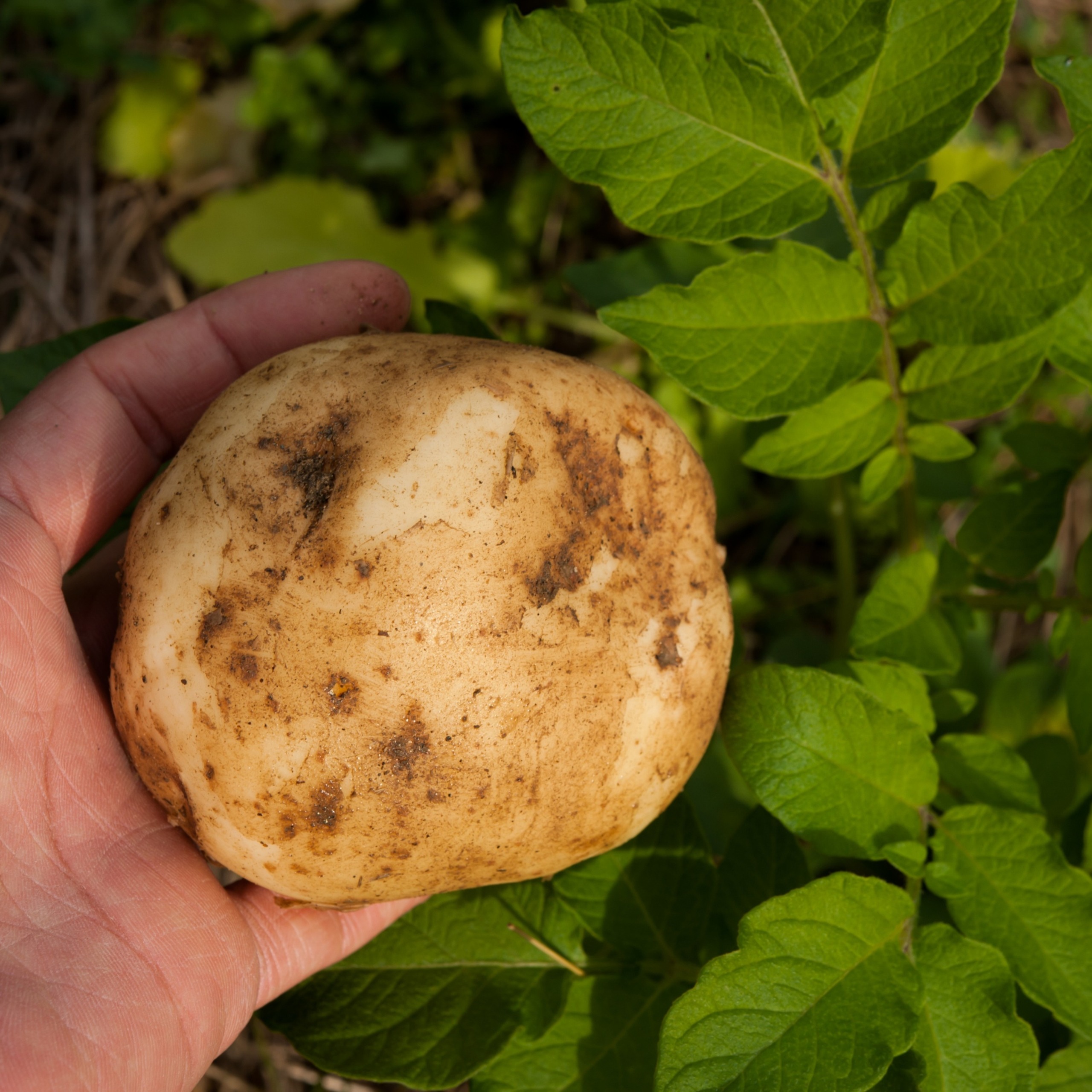 北海道十勝豊頃産ホッカイコガネ10kg 【2026年秋出荷】（先行受付】［安田農場］