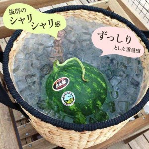 【ふるさと納税】数量限定 糸島産温室栽培 虎太郎西瓜（こたろうすいか）【スイカ 甘い ジューシー シャリシャリ】 [AIC002]