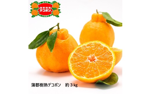 【G0004】【期間限定】蒲郡樹熟デコポン 約３ｋｇ