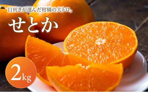 せとか 家庭用 2kg 【2027年2月中旬頃から順次発送】 | みかん ミカン mikan 蜜柑 訳ありフルーツ 柑橘 果物 おすすめ 高級 お勧め 愛媛三大高級柑橘 ( 紅まどんな せとか 甘平 ) お取り寄せ ギフト 愛媛県 松山市