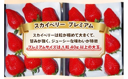 完熟朝摘みスカイベリー プレミアム 900g【2027年1月以降発送】ギフト 贈答 | いちご 苺 フルーツ 果物  澳原いちご農園 栃木県 矢板市