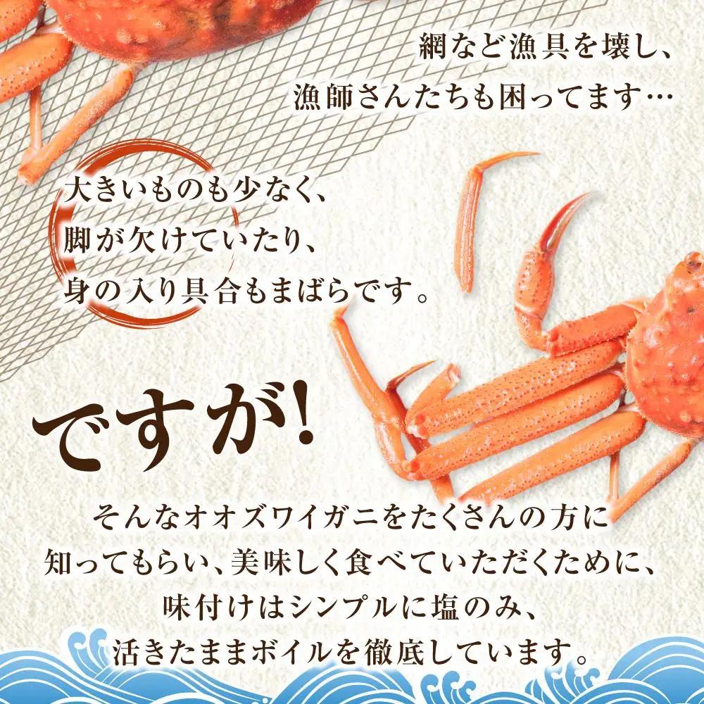 「訳あり」オオズワイガニボイル 2尾 合計約1.2kg オオズワイガニボイル