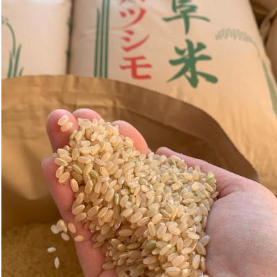 ふるさと納税 大垣市 【令和7年産 新米】れんげハツシモ玄米 10kg |  | 01