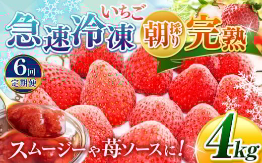 【 定期便 6回 】★ 2025年 4月頃～順次発送 ★ ＼ 選べる 容量 ！／ 完熟・急速冷凍いちご 4kg | 苺 いちご イチゴ 果物 フルーツ ふるーつ 冷凍 いちご れいとう イチゴ 果実 果汁 冷凍 冷凍食品 冷凍いちご 朝採り 完熟 新鮮 スムージー オススメ 千葉県 君津市 きみつ