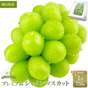 プレミアム シャインマスカット 晴王 １房 約750g ｜ シャインマスカット