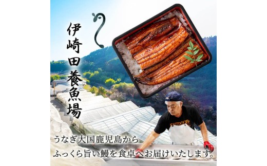 【丑の日までに配送】鹿児島県産 伊崎田のうなぎ蒲焼刻みうなぎ 50g×20袋(計1kg) 鰻 うなぎ ウナギ きざみ鰻 刻みうなぎ 刻み鰻 蒲焼き かばやき 国産 九州産 鹿児島県産 冷凍 レンジ 簡