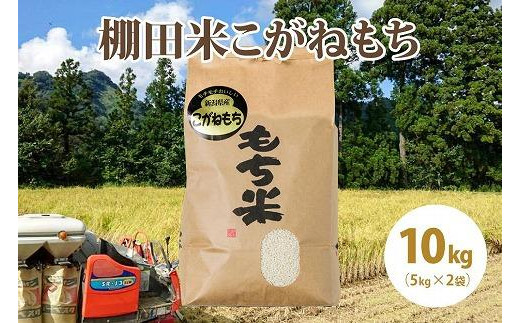 極少量米:数量限定令和6年産精米/新潟県上越市大島区産棚田米こがねもち 10kg(5kg×2)もち米