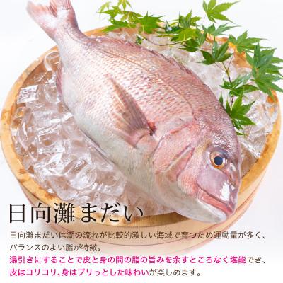 ふるさと納税 門川町 活〆真鯛湯引きのお刺身(1尾分:約500〜600g)(門川町) |  | 02