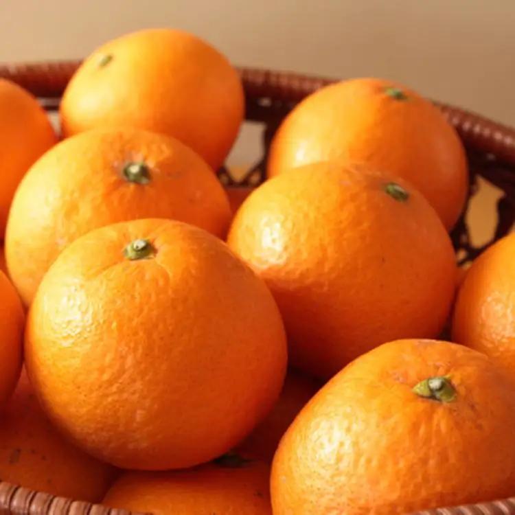 【産直】有田産清見オレンジ約5kg（サイズおまかせ・秀品）※2027年3月上旬～2027年3月下旬頃発送予定【tec866B】