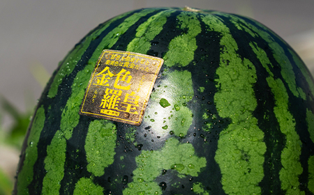 先行予約 希少な黄金のスイカ 金色羅皇 こんじきらおう 尾花沢産スイカ Lサイズ 約6kg×2玉 7月下旬~8月上旬頃発送 令和7年産 2025年産 すいか 西瓜 黄色 黄肉 観光物産 kb-sukr