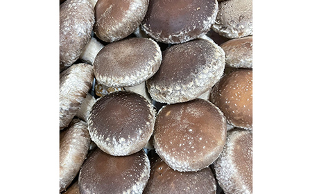 《数量限定》 2025年秋発送！贈答用 会津の恵み 生しいたけ1kg F4D-0711