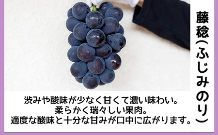【先行予約】8月下旬発送開始！京都三和・丹波ぶどう＜藤稔・箱詰＞1kg ぶどう ぶどう ぶどう ぶどう ぶどう