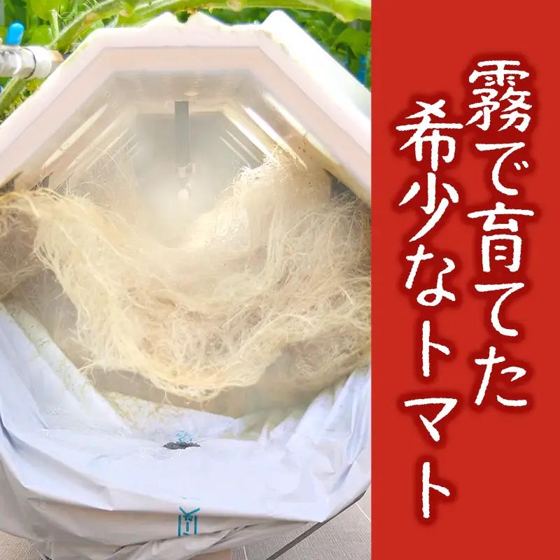 【霧で育てた濃厚な味】霧のトマトSummer 200ｇ×12パック（16-18）