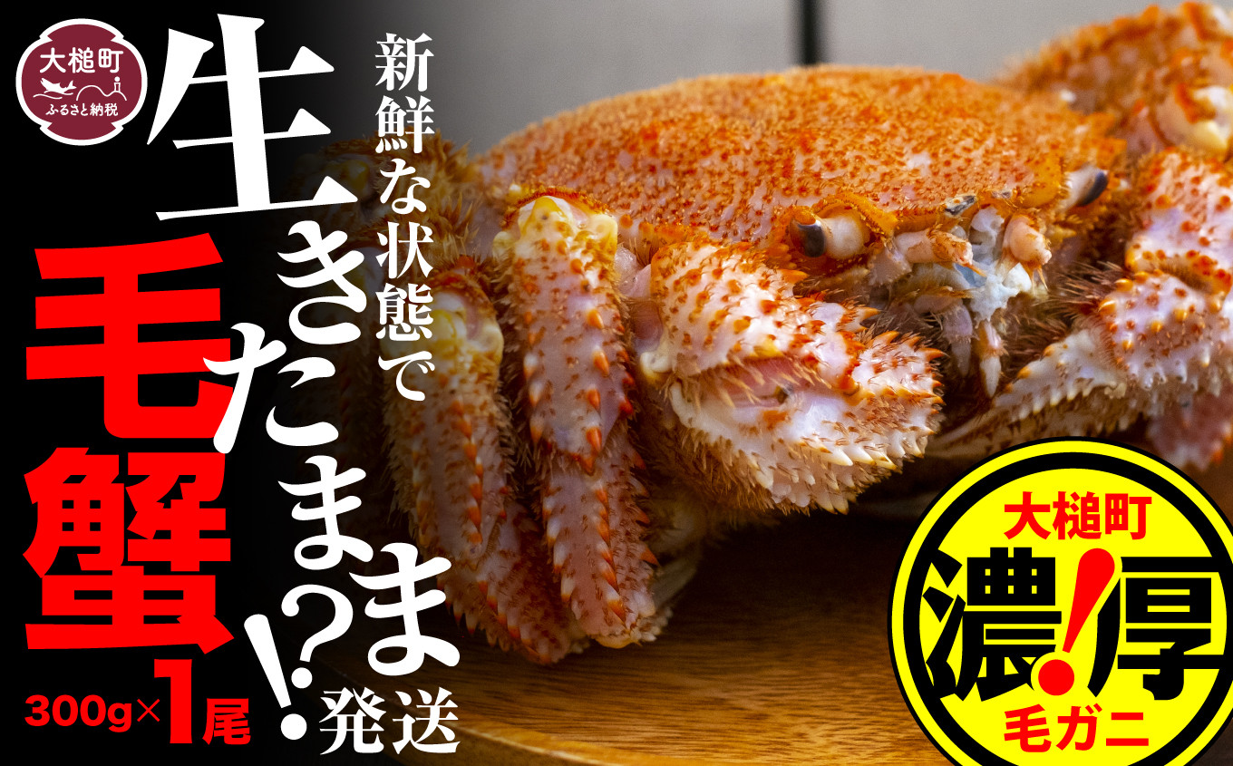 
            【令和8年発送先行予約】三陸産！活毛ガニ 300g相当×1杯【08】 【2026年2月～4月発送】
          