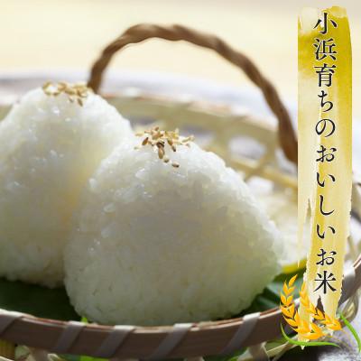 ふるさと納税 小浜市 先行受付　令和7年産福井県産こしひかり　白米10kg |  | 02