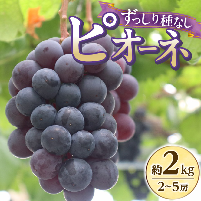 【ふるさと納税】 ＼2026年先行予約／ 【山梨県産】ぶどう約2kg（種なしピオーネ）ぶどう ピオーネ 種なし 約2kg 2～5房 葡萄 ブドウ 黒ぶどう 果物 くだもの 山梨 先行 予約 旬 フルーツ デザート 甘い ジューシー お取り寄せ 人気 厳選 山梨県 上野原市 送料無料 ※沖縄県・離島不可