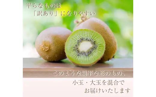 わけあり キウイ 1kg+250g（傷み補償分） 扁平果 / 和歌山 家庭用 フルーツ 果物 くだもの ※2026年11月中旬より2027年4月下旬頃順次発送予定 ※北海道・沖縄・離島配送不可 【ik