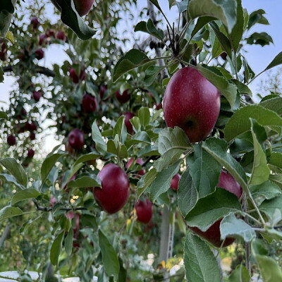 【ふるさと納税】クセになる酸味、お菓子作りに良し!生食でも良し!青森県産　紅玉(こうぎょく)【家庭用】約5kg【配送不可地域：離島】【1650627】
