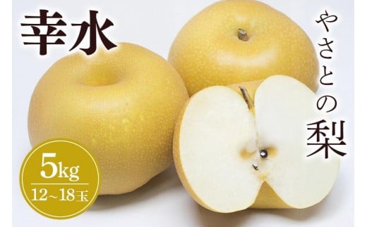 【 2026年 先行予約 】 筑波山麓やさとの梨 ( 幸水 ) 5kg ( 1２玉 ～ 18玉 ) 梨 なし ナシ 果物 フルーツ 品種 幸水梨 2L L サイズ 5キロ 産地直送 農家直送 産直 国産 くだもの 甘い 酸味 ギフト 贈答用 家庭用 茨城県産 茨城県 石岡市 (A25-001)