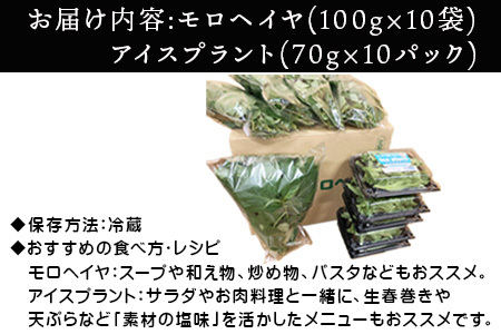 『先行予約』【12月上旬より順次発送】冬穫れハウスモロヘイヤ(100g×5袋)とアイスプラント(70g×5P)セット 2箱 ネバネバ 高栄養価 プチプチ新体験 定番おひたし 和洋中の各種スープ お肉・