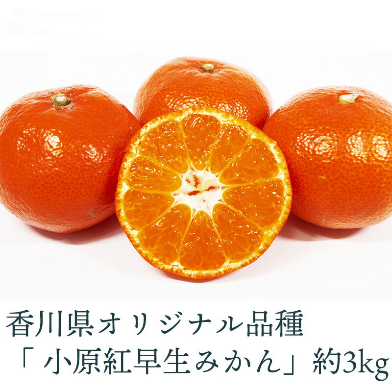 【ふるさと納税】日本一紅いと評判の香川県オリジナル品種 小原紅早生みかん 約5kg [ フルーツ 柑橘 果物 甘い ジューシー 濃厚 ビタミン 人気 ギフト 贈答用 家庭用 お取り寄せ グルメ スイーツ 国産 送料無料 返礼品 三豊市 造田商店 ]