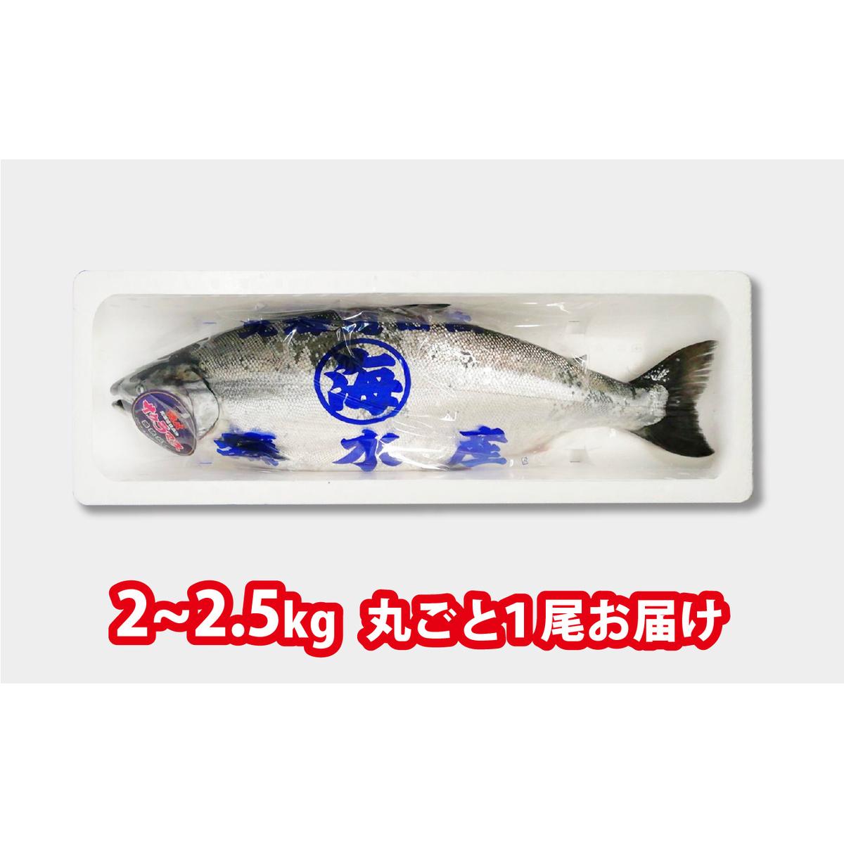 ＜2025年5月から順次発送＞ 北海道産 サクラマス 2～2.5kg まるごと 1尾 ＜ 予約商品 ＞_イメージ2