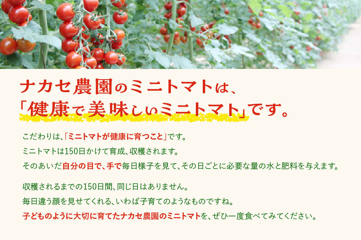農園直送 つぶより ミニトマト 3kg入り│トマト プチトマト 甘い 野菜 産地直送 愛知県 東浦町