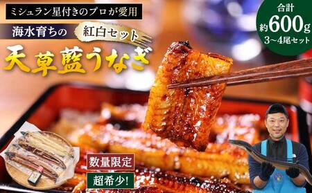 【ミシュラン1つ星店 採用】うなぎ 国産 紅白3-4尾セット600g 海水育ちの天草藍うなぎ