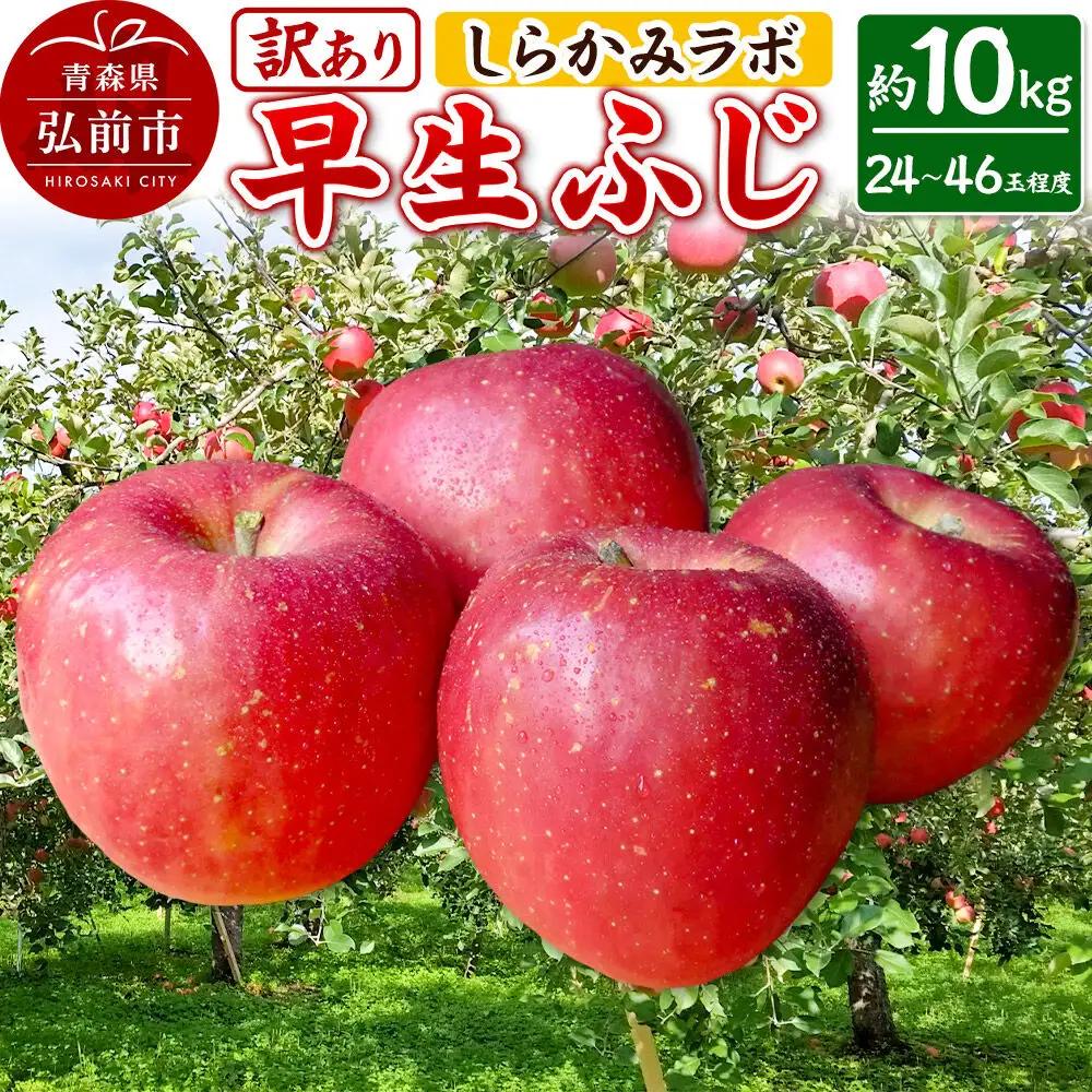 【26年10月発送】りんご 早生ふじ【訳あり】約10kg 先行受付 しらかみラボ 家庭用 青森県 弘前市 果物 フルーツ 林檎 リンゴ くだもの 不揃い 規格外